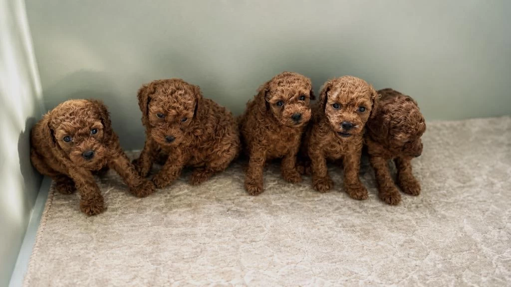 Garantili Ev Üretimi Sağlıklı Toy Poodle