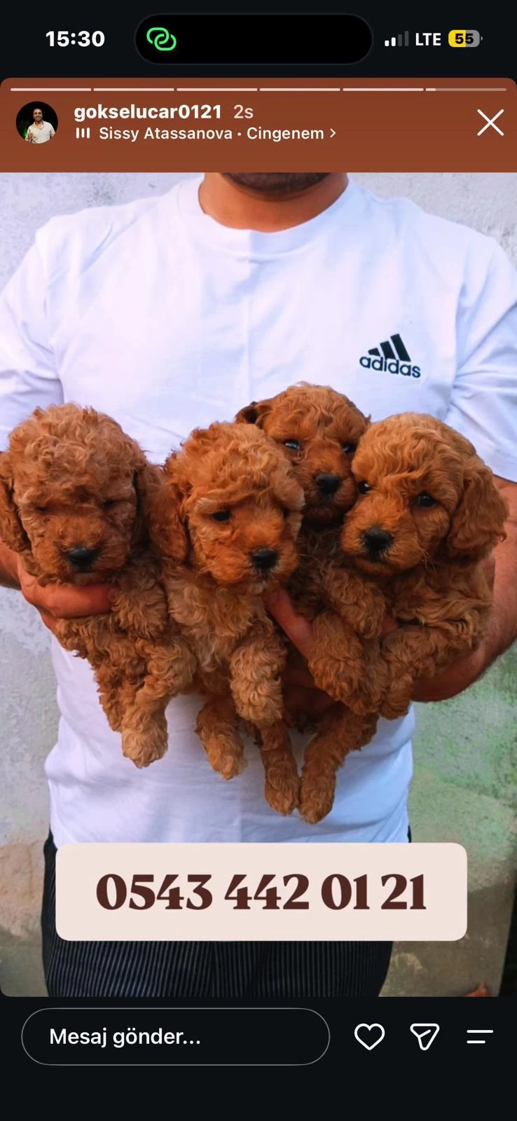 Toy Poodle Yavrular İrk Sağlık Garantili