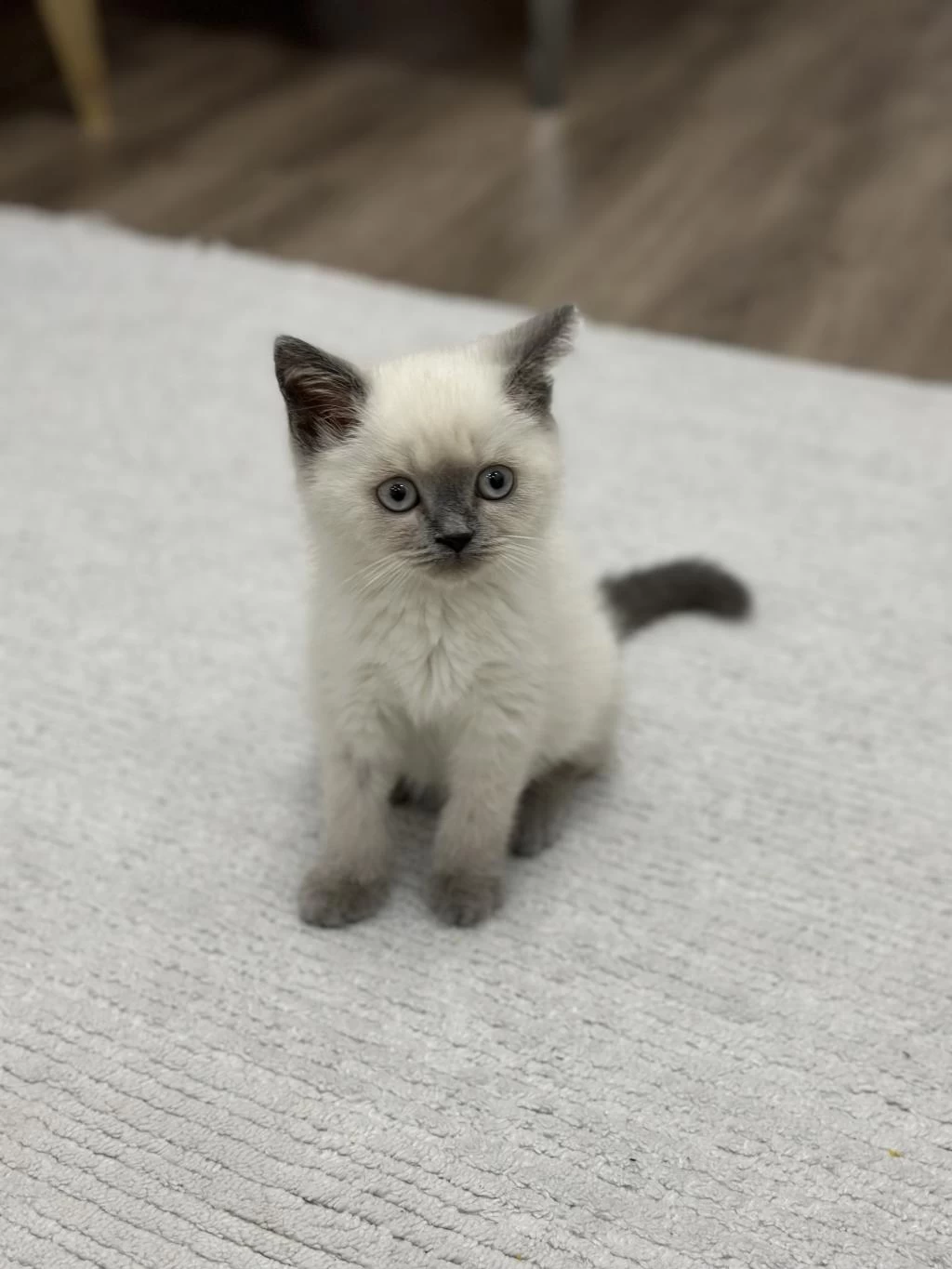 British Shorthair Blue Point Yavrular