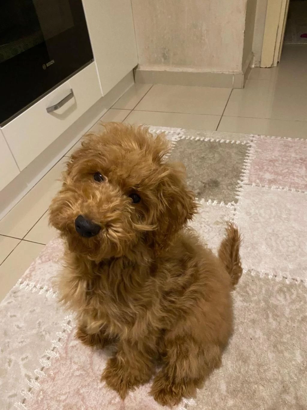 Çipli Aşılı Dişi Büyük Toy Poodle Yavrumuz