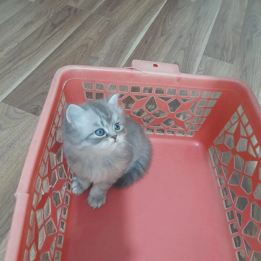 Yavru British Shorthair