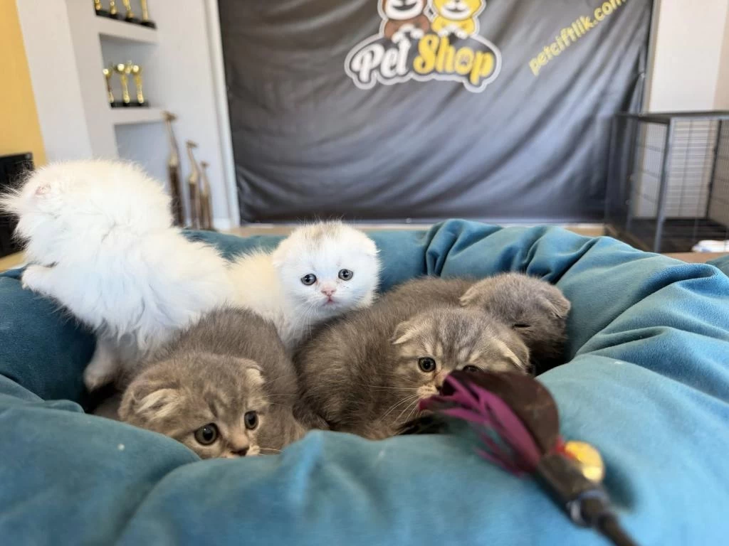 Top Kafa Scottish Fold Yavrulari Fenomen Pet Shop