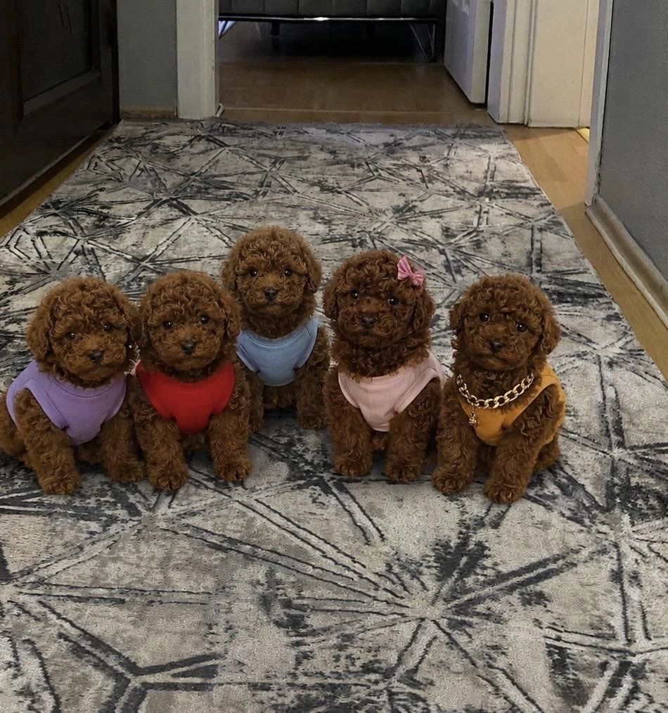 Sağlık İrk Garantili Toy Poodle Köpekler