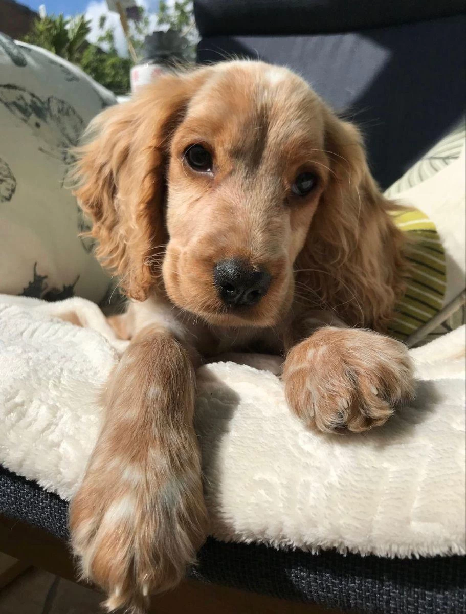 Minik Eğitimli Prenses Köpeğimiz