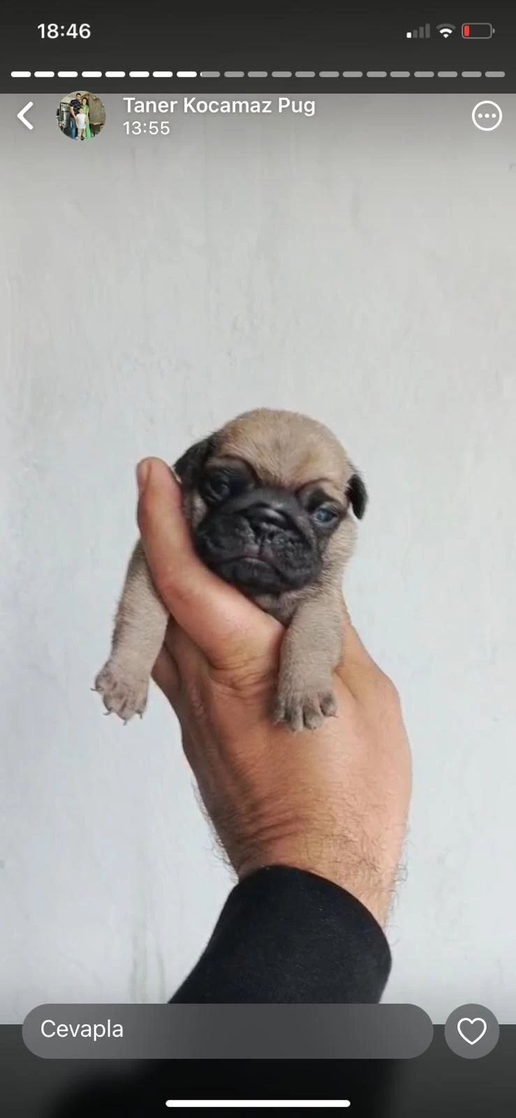 Pug Mops Yavrular İrk Sağlık Garantili