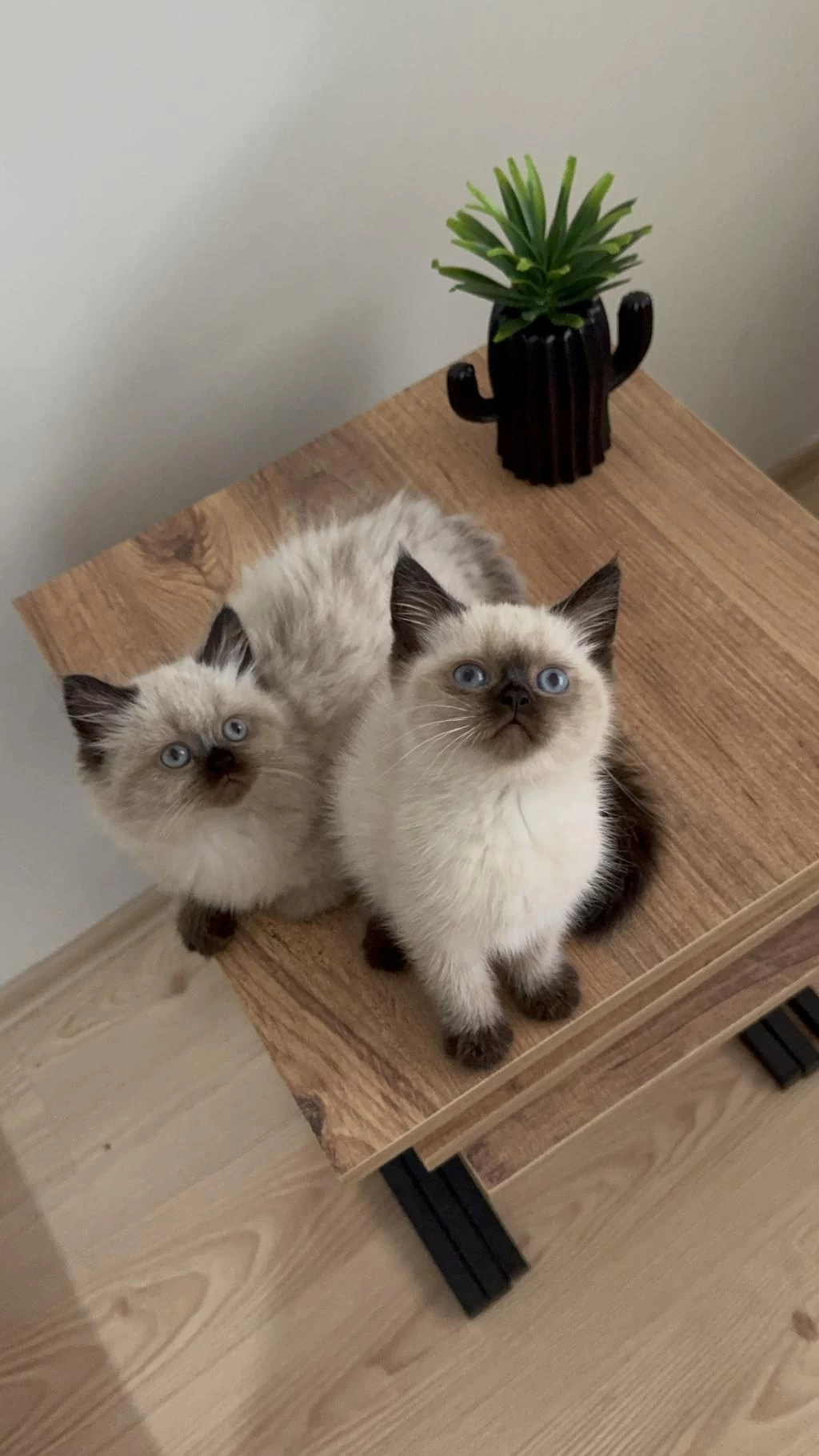 British Shorthair Yavrumuz