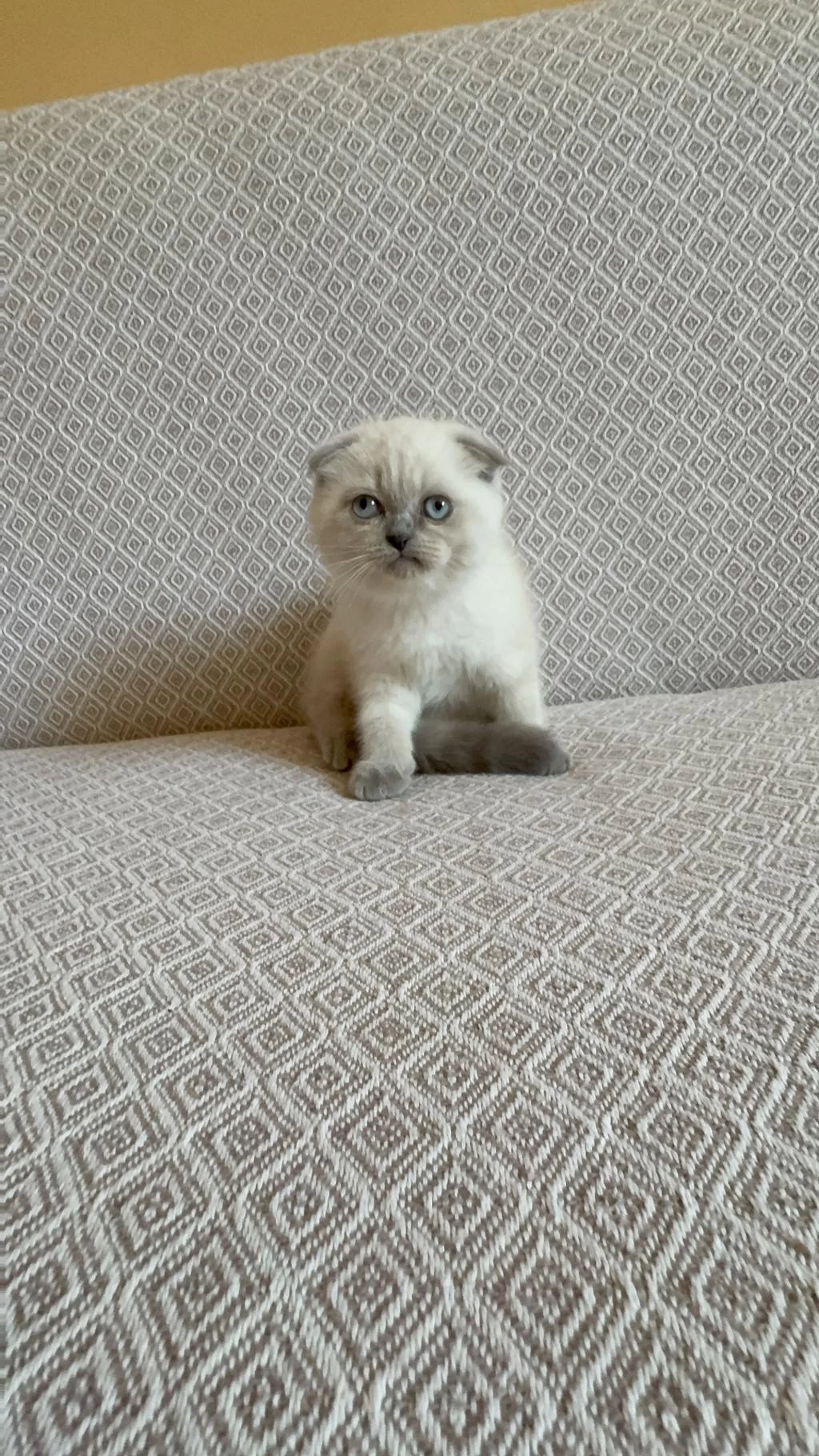 Scottish Fold Ve British Shorthair Yavrularımız