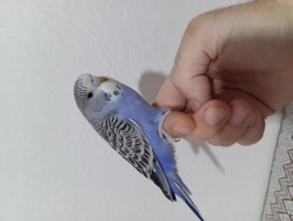 Yeni Yuvadan Ayrılmış Muhabbet Kuşu Yavruları