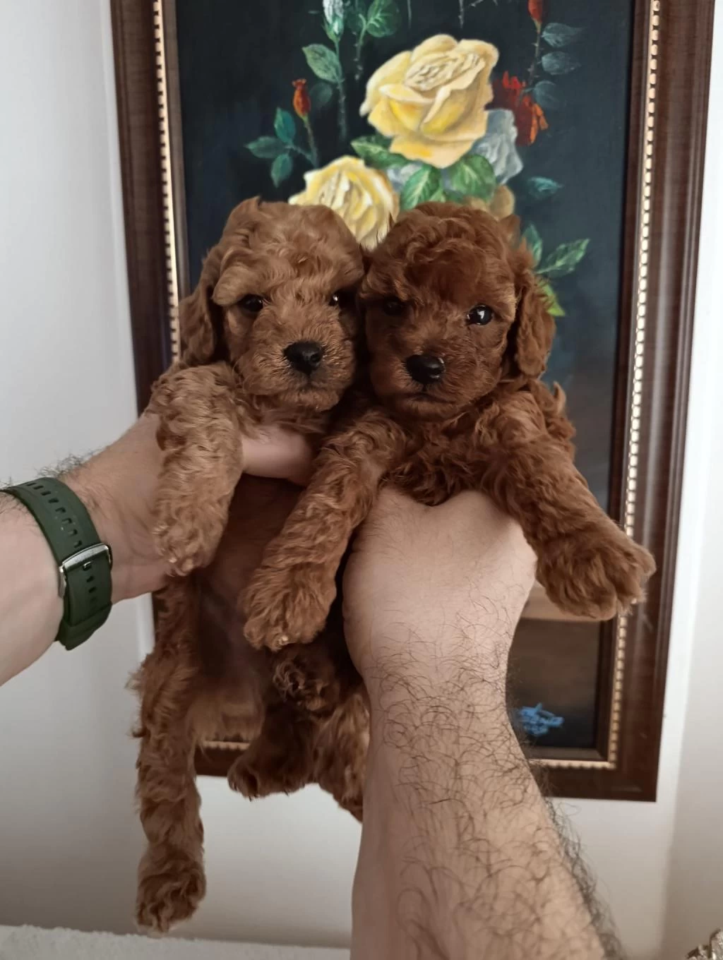Safkan Red Brown Toy Poodle Yavrular Üst Kalite
