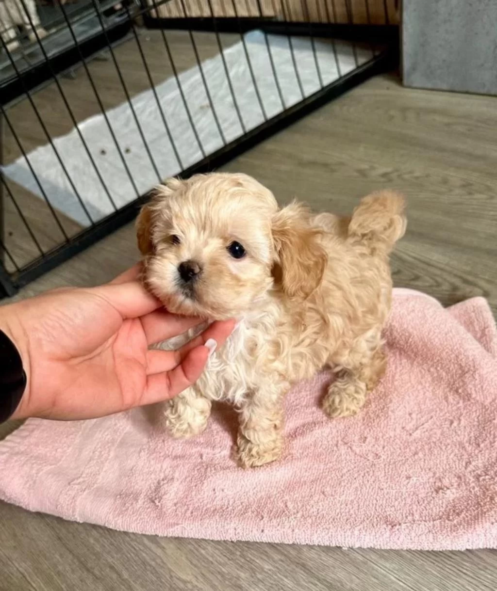 A Kalite Maltipoo Bebeklerimiz