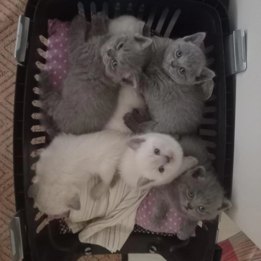British Shorthair Yavrular İrk Sağlık Garantili