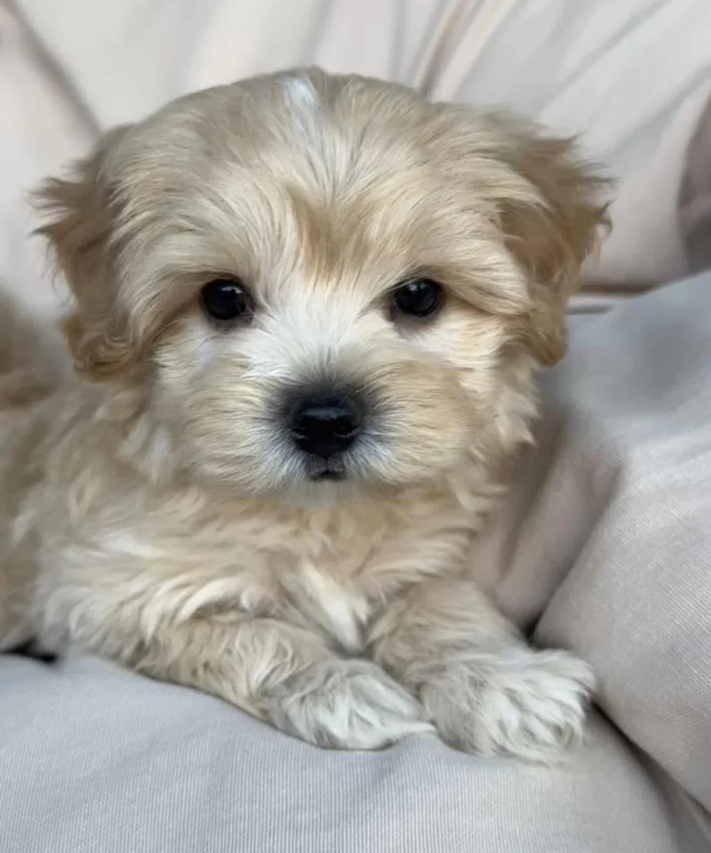 Birinci Kalite Maltipoo Yavrularımız
