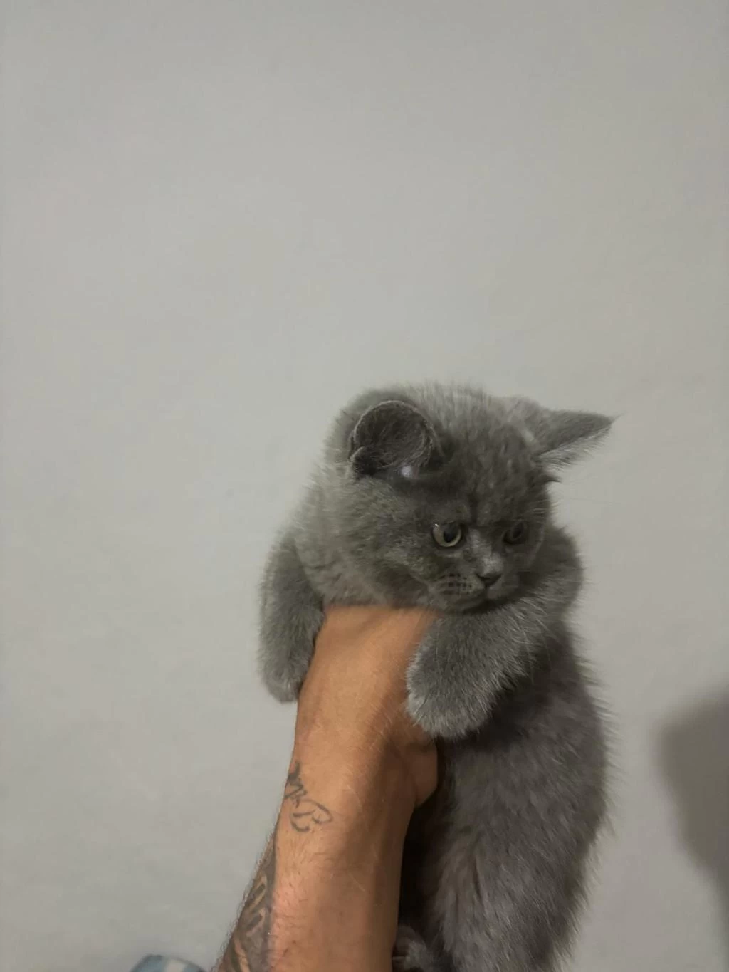 British Shorthair Yavruları