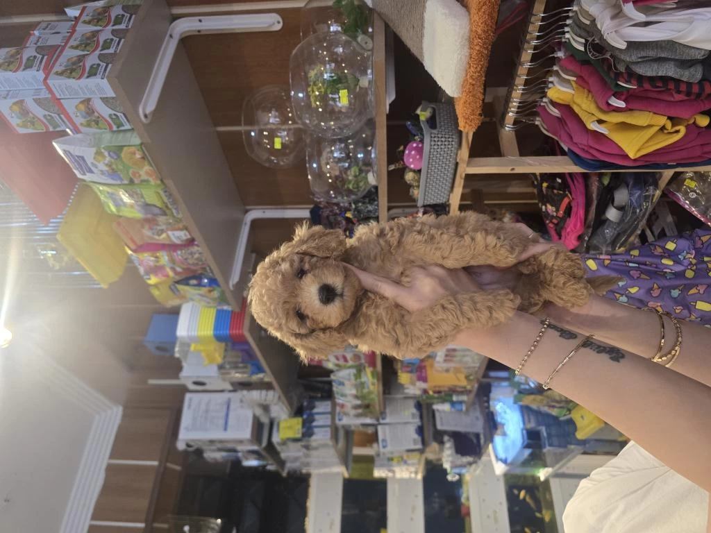 Harika Erkek Toy Poodle