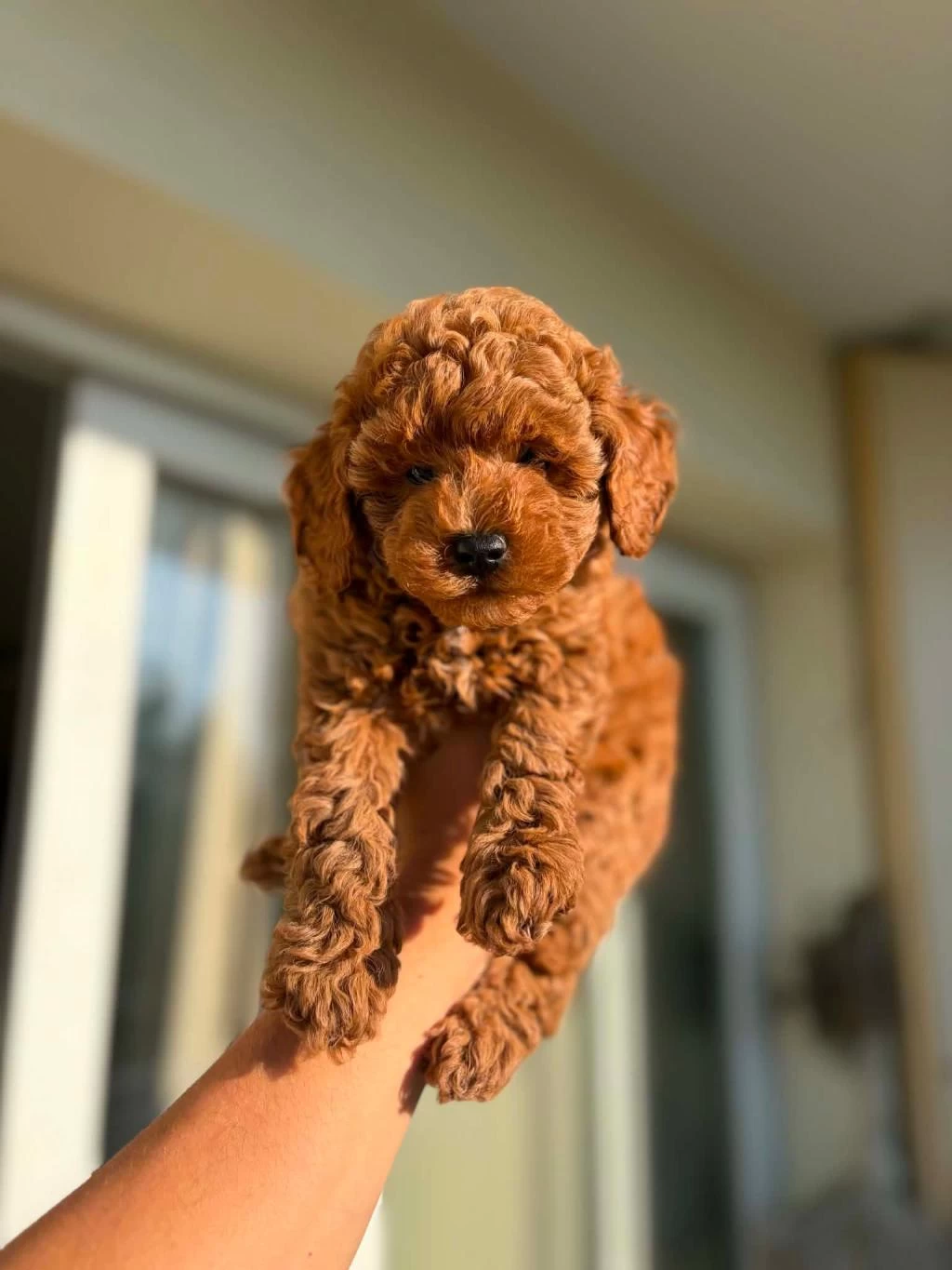 Safkan Dünya Tatlısı Red Toy Poodle Yavrular
