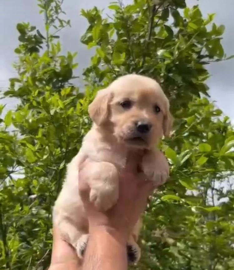 Golden Retriever Yavrular İrk Sağlık Garantili
