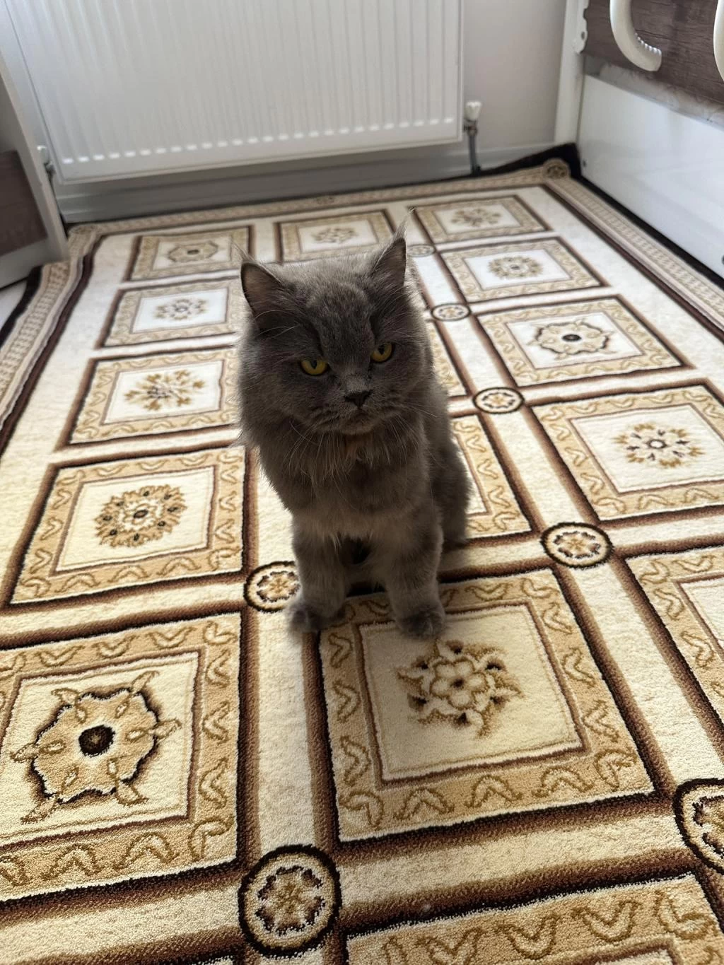Yetişkin Kısır Dişi British Longhair