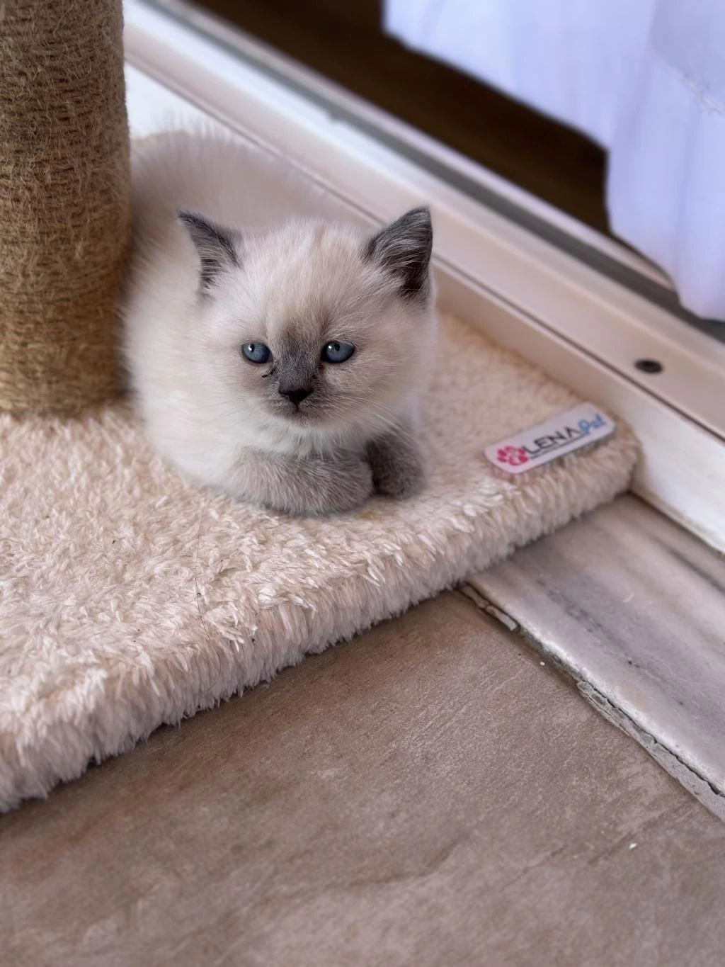 British Shorthair Blue Point Yavrularımız Yuva Arıyor
