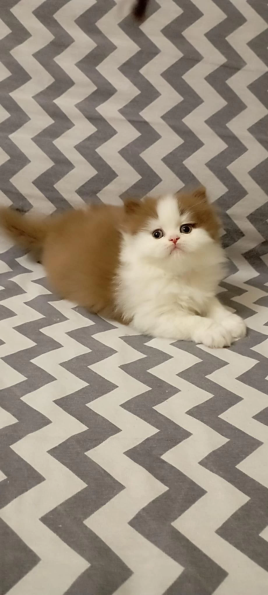 Cinnemon Bi Color British Longhair Yavrularımız