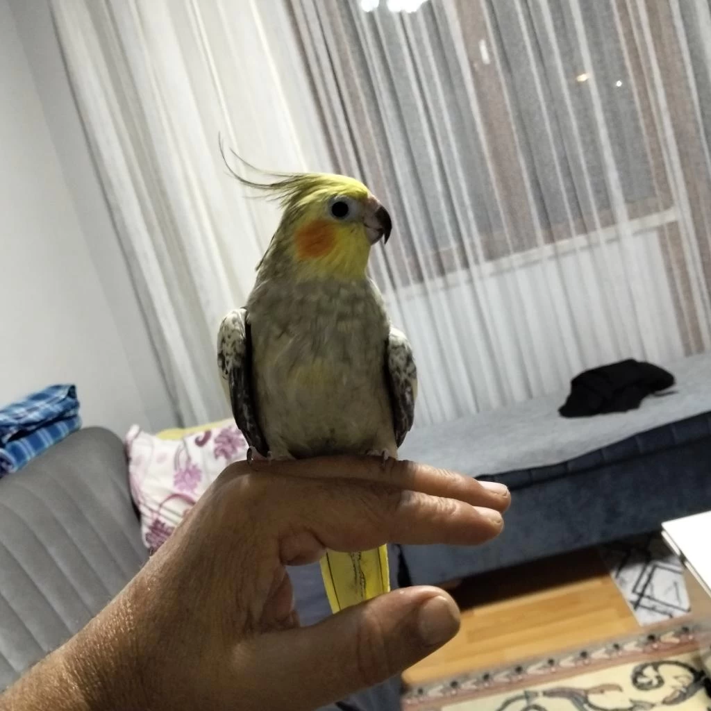 6 7 Aylık Sultan Papağanı