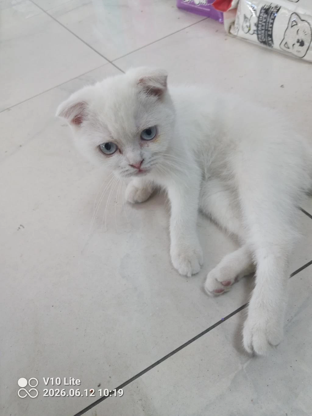 Güzel Bir Kız Scottish Fold