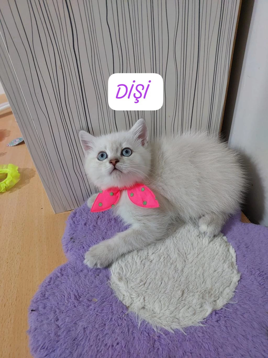 British Shorthair Prensesim Hazir