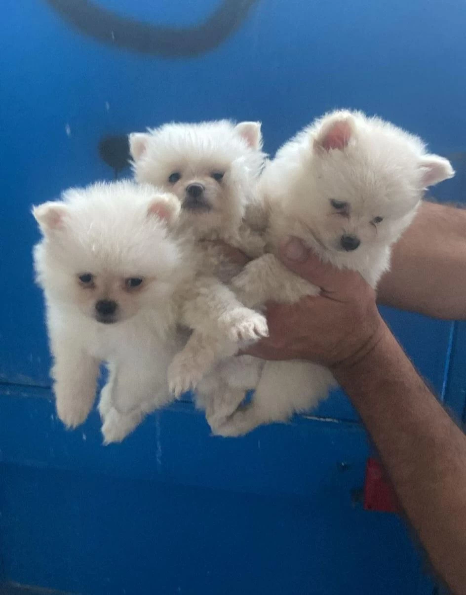 Pomeranian Spitz Yavrular İrk Sağlık Garantili