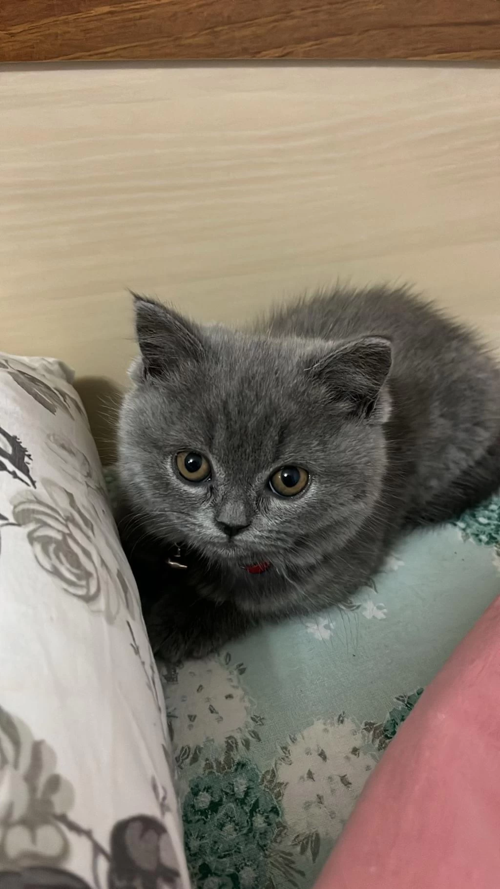 Orjinal British Shorthair