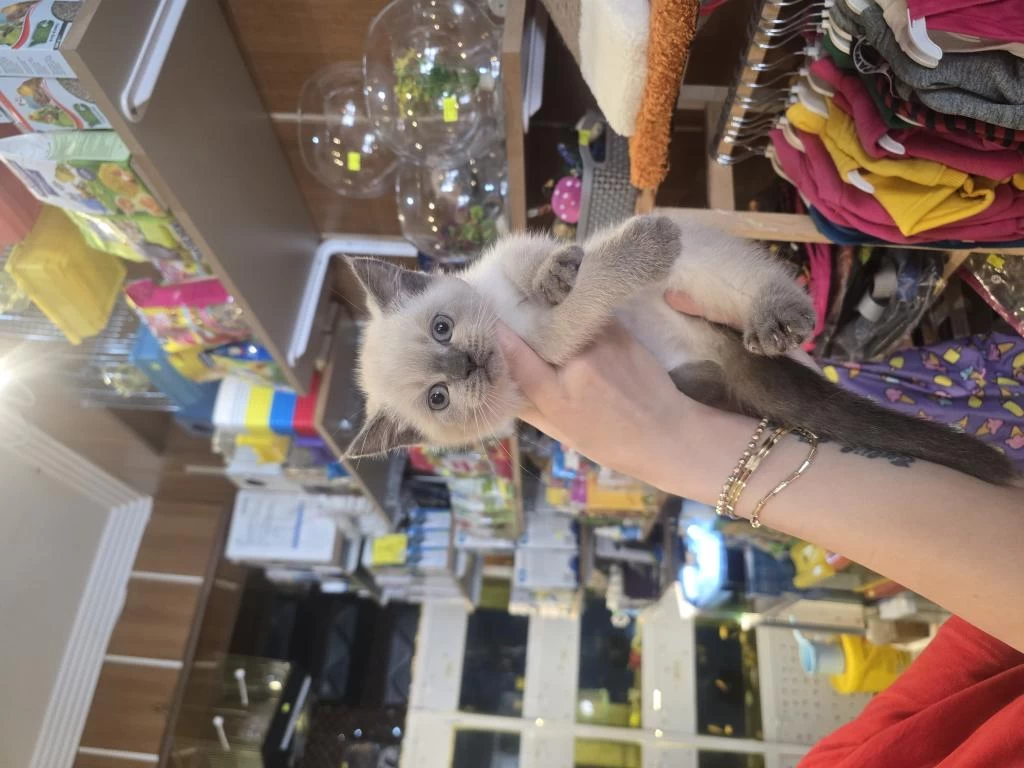 British Shorthair Erkek
