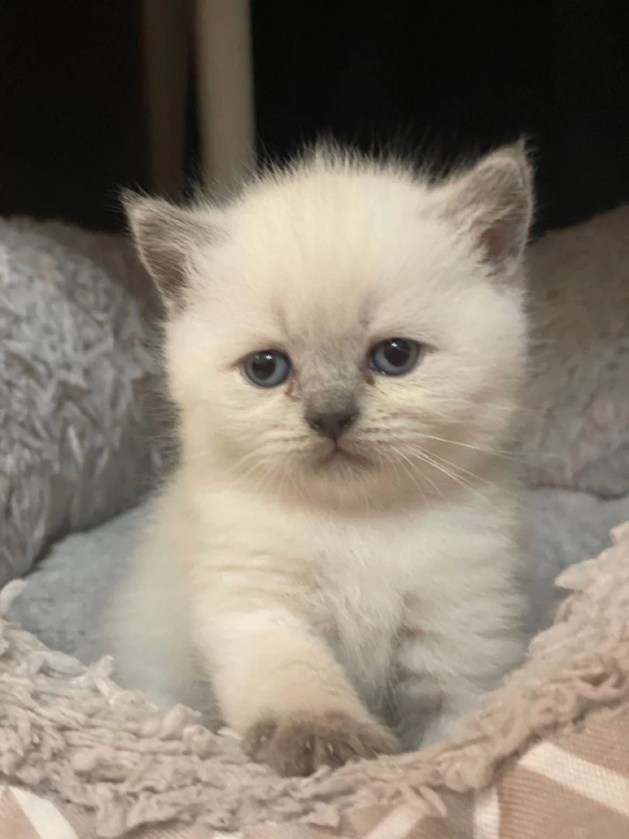 British Shorthair Bebekler 2 Aylık