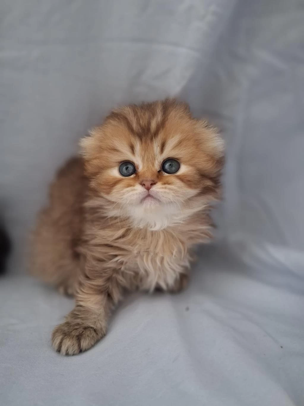 Çikolata Golden British Longhair Yavrularımız