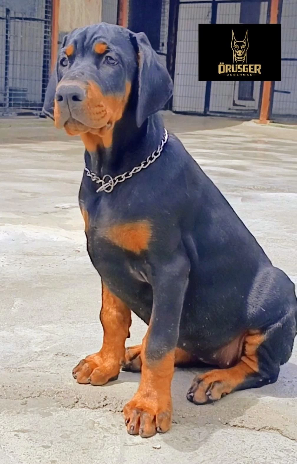 3.5 Aylık A Şecereli Kaliteli Doberman Yavrular