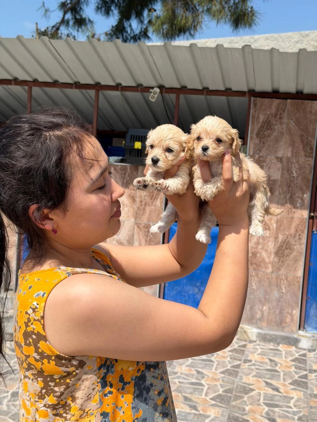 Maltipoo Yavru Köpekler