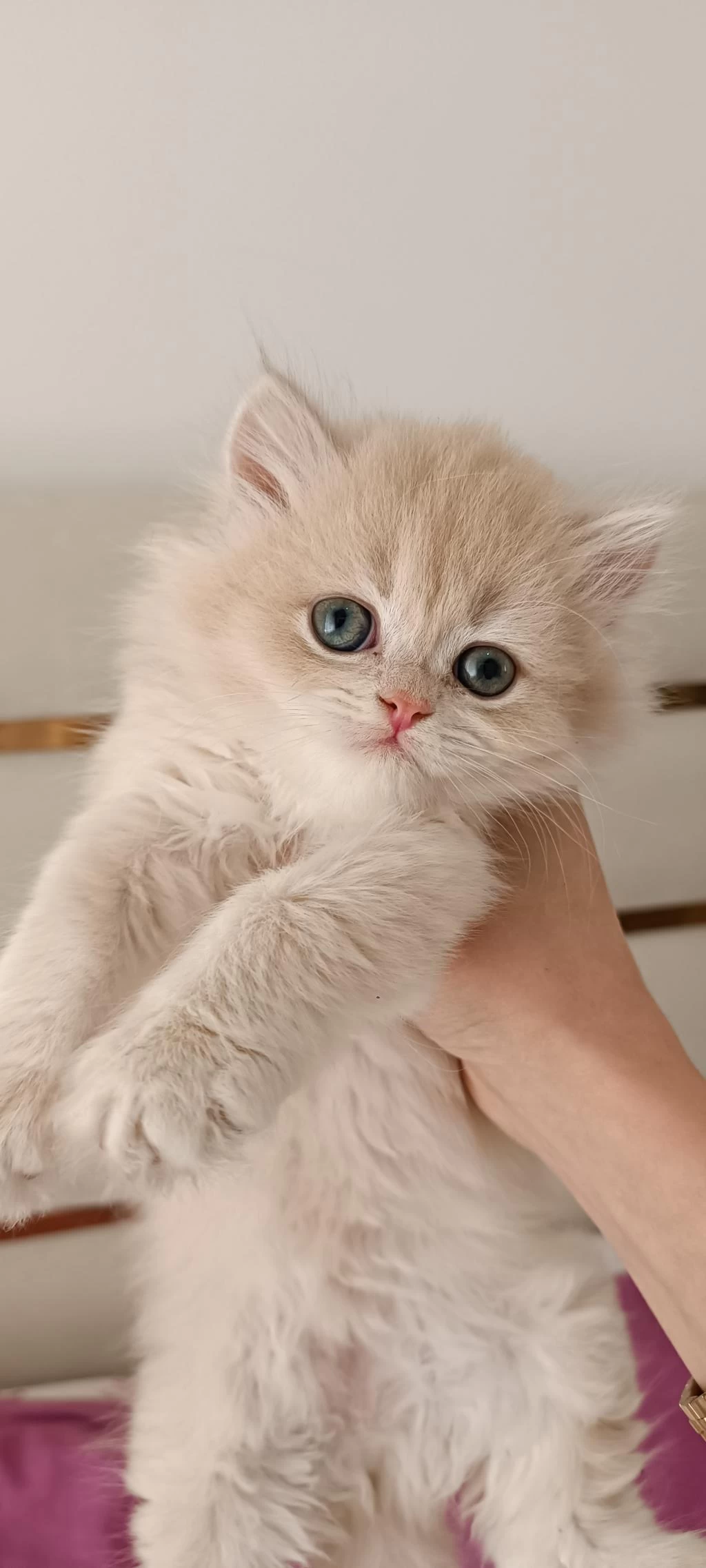 Çikolata Golden Safkan British Longhair