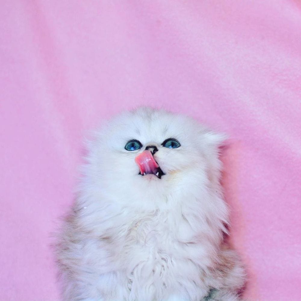 Ucretli Sahiplendirme Mini Scottish Fold