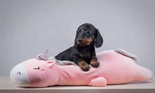 Her Renk Dachshund Yavrumuz Hazır