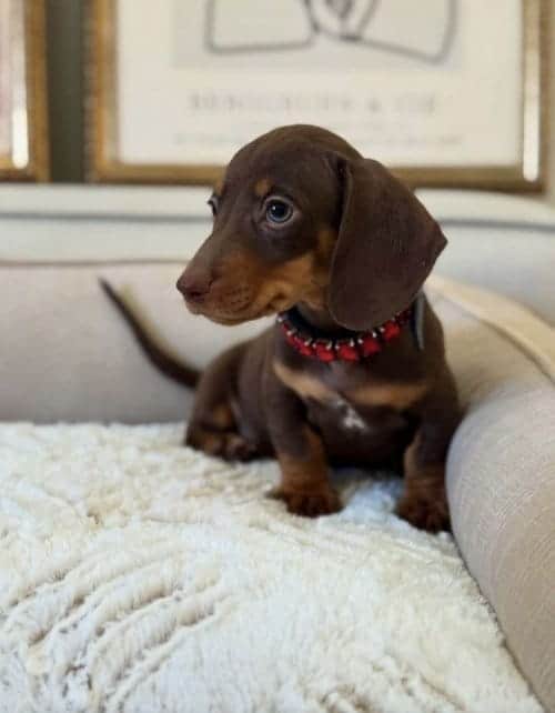 Oyuncu, Akıllı Dachshund Sosis Yavrular
