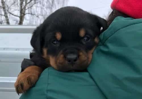 A Kalite Macar Rottweiler Yavruları