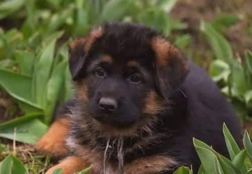 Irk Ve Sağlık Garantili Alman Çoban Köpeği