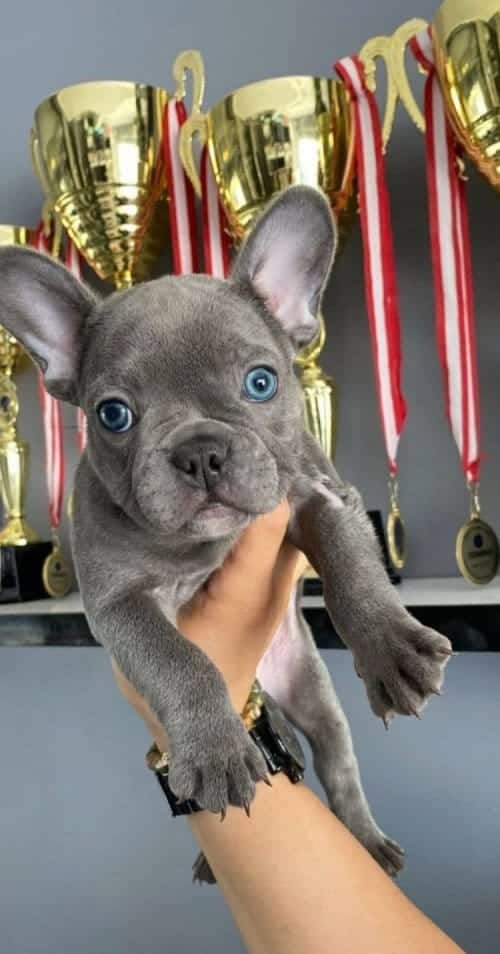 Irk Ve Sağlık Garantili French Bulldog