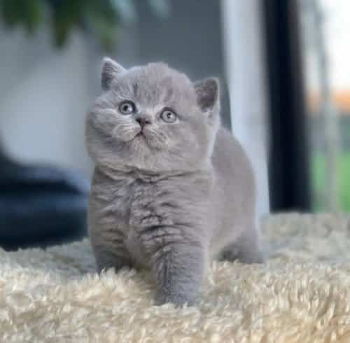 British Shorthair Yavru Kedi 2 Aylık