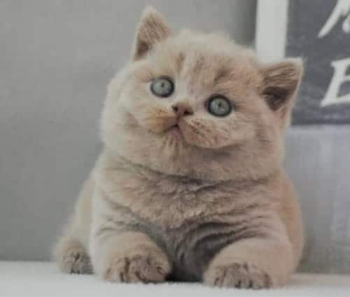 British Shorthair Ücretsiz Yuva Arıyoruz