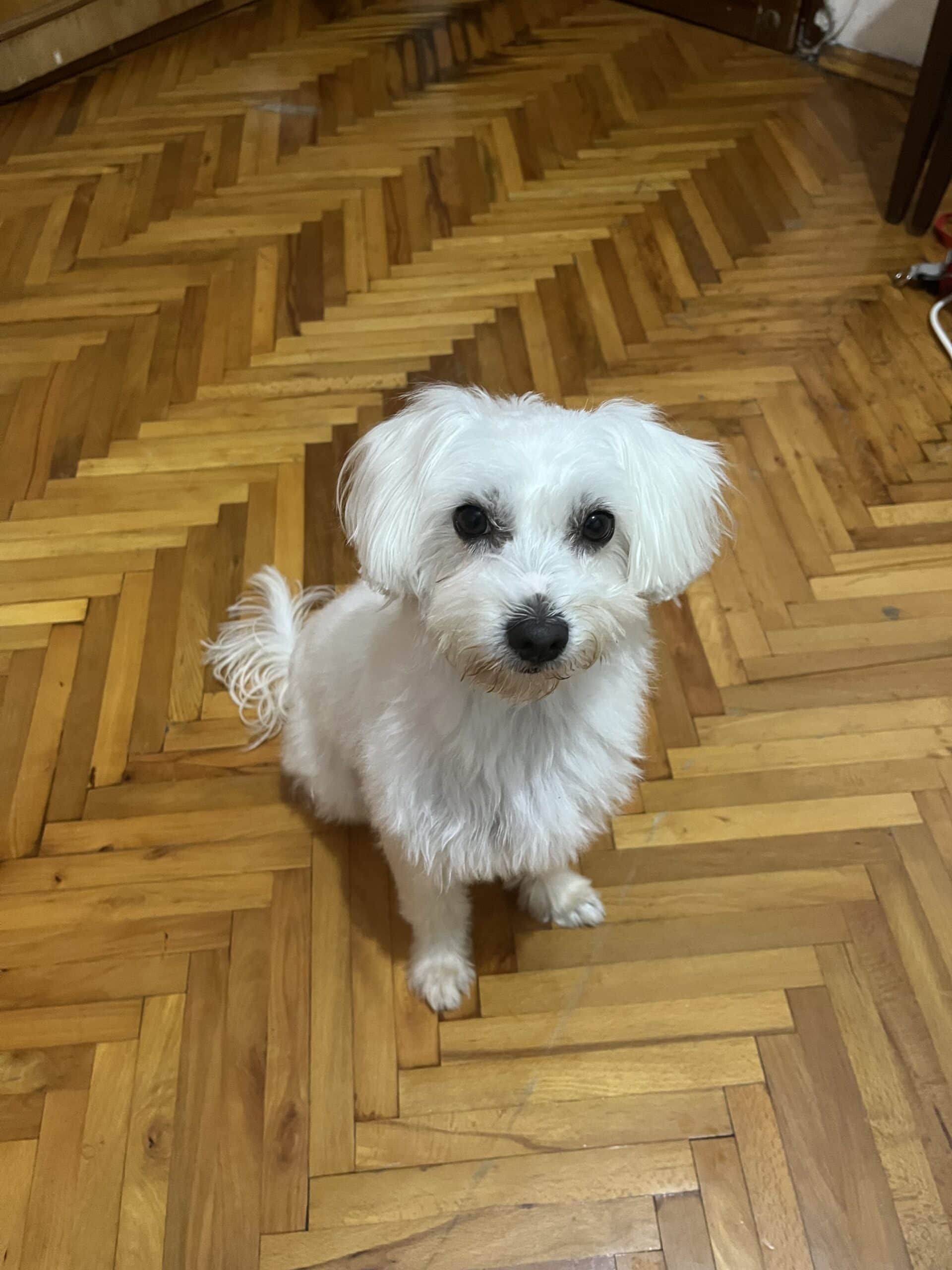 Maltese Terrier 4 Yaşında Sahiplendiriyorum