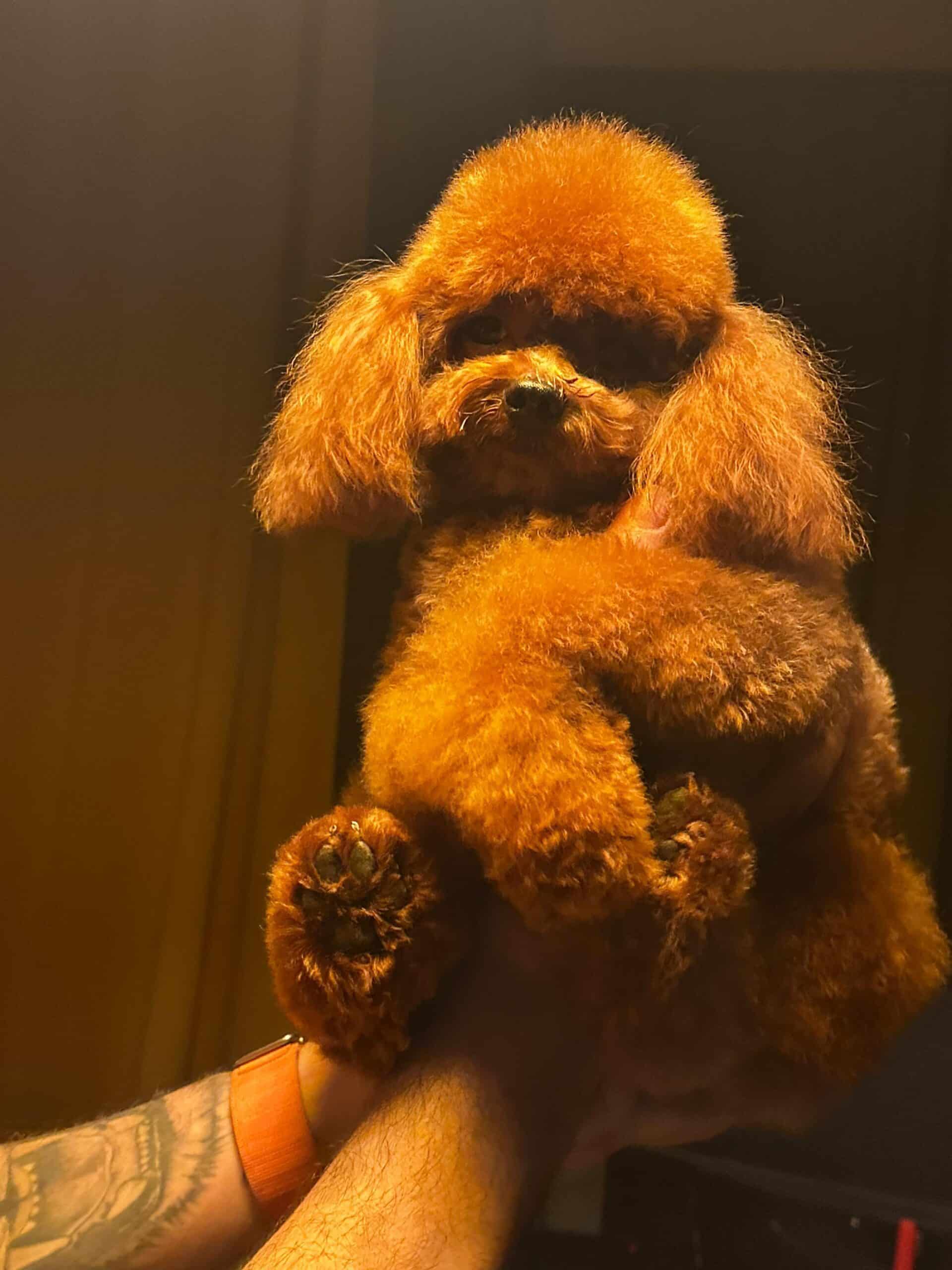 Yetişkin Toy Poodle Kore Genetik
