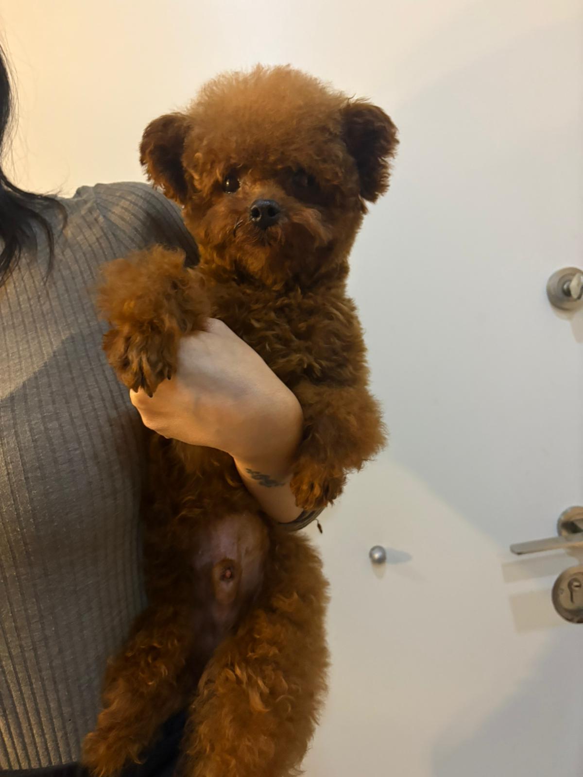 Toy Poodle Safkan Kore Gen