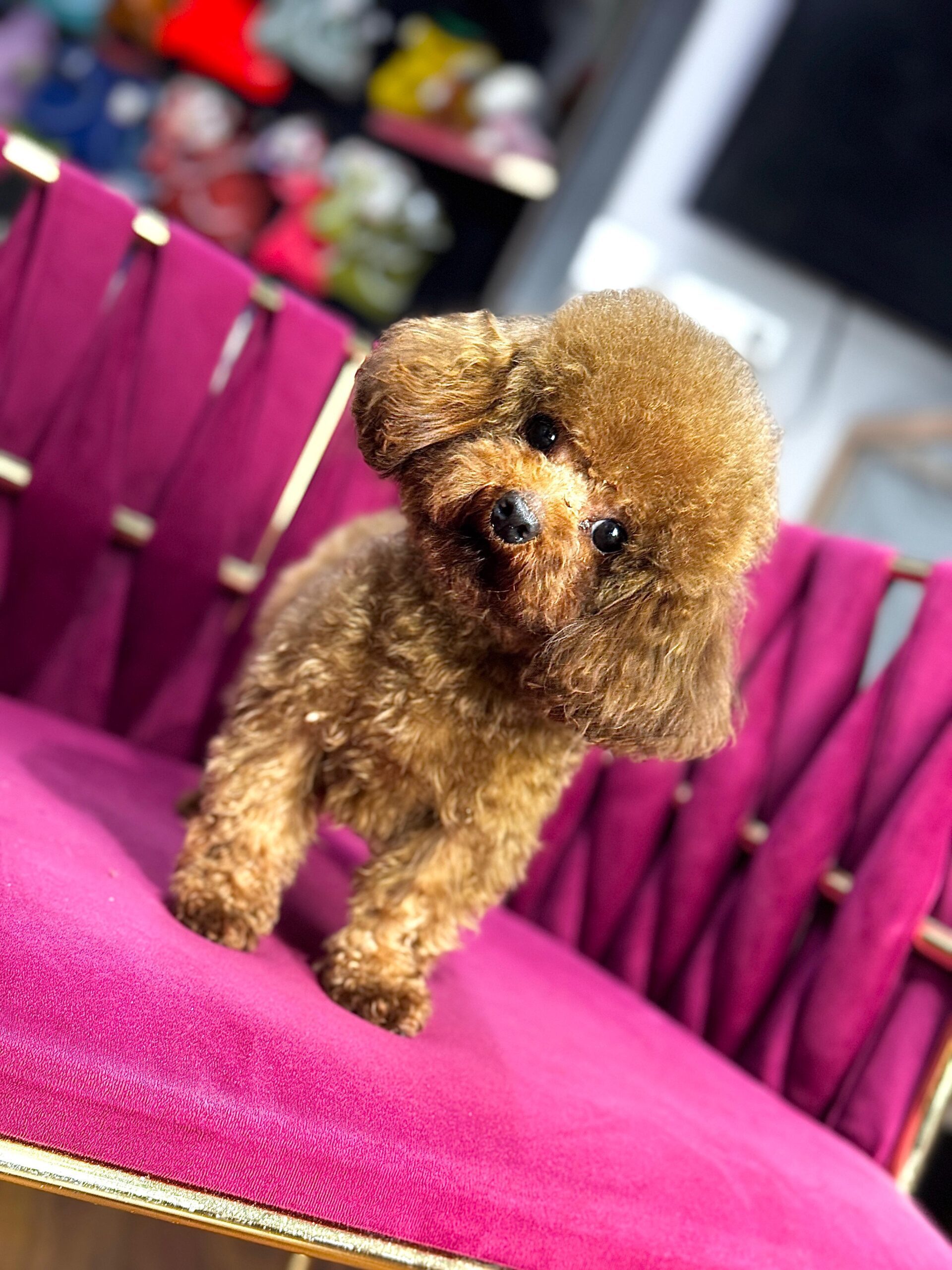 Toy Poodle Tüm Aşıları Tam