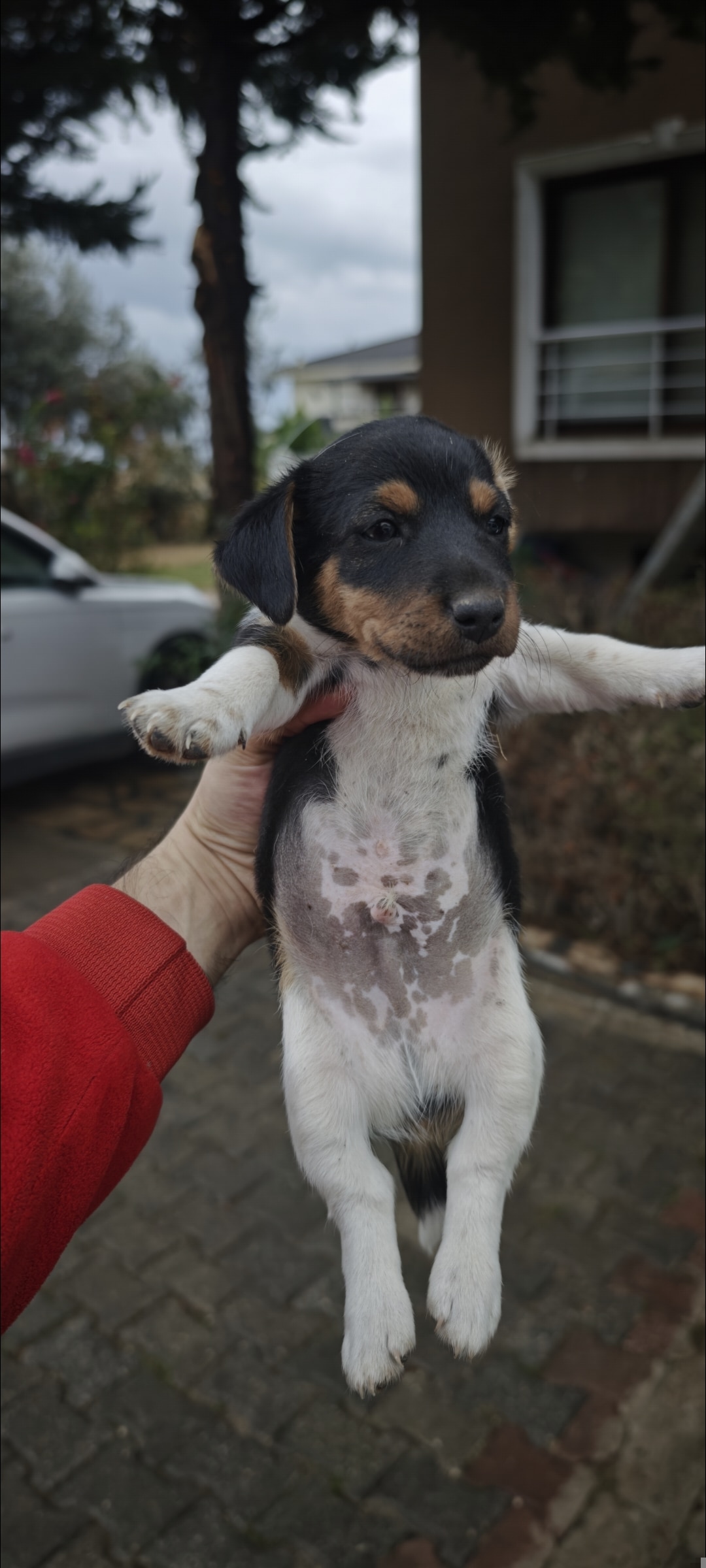 Fırlama Jack Russel Show Kalite