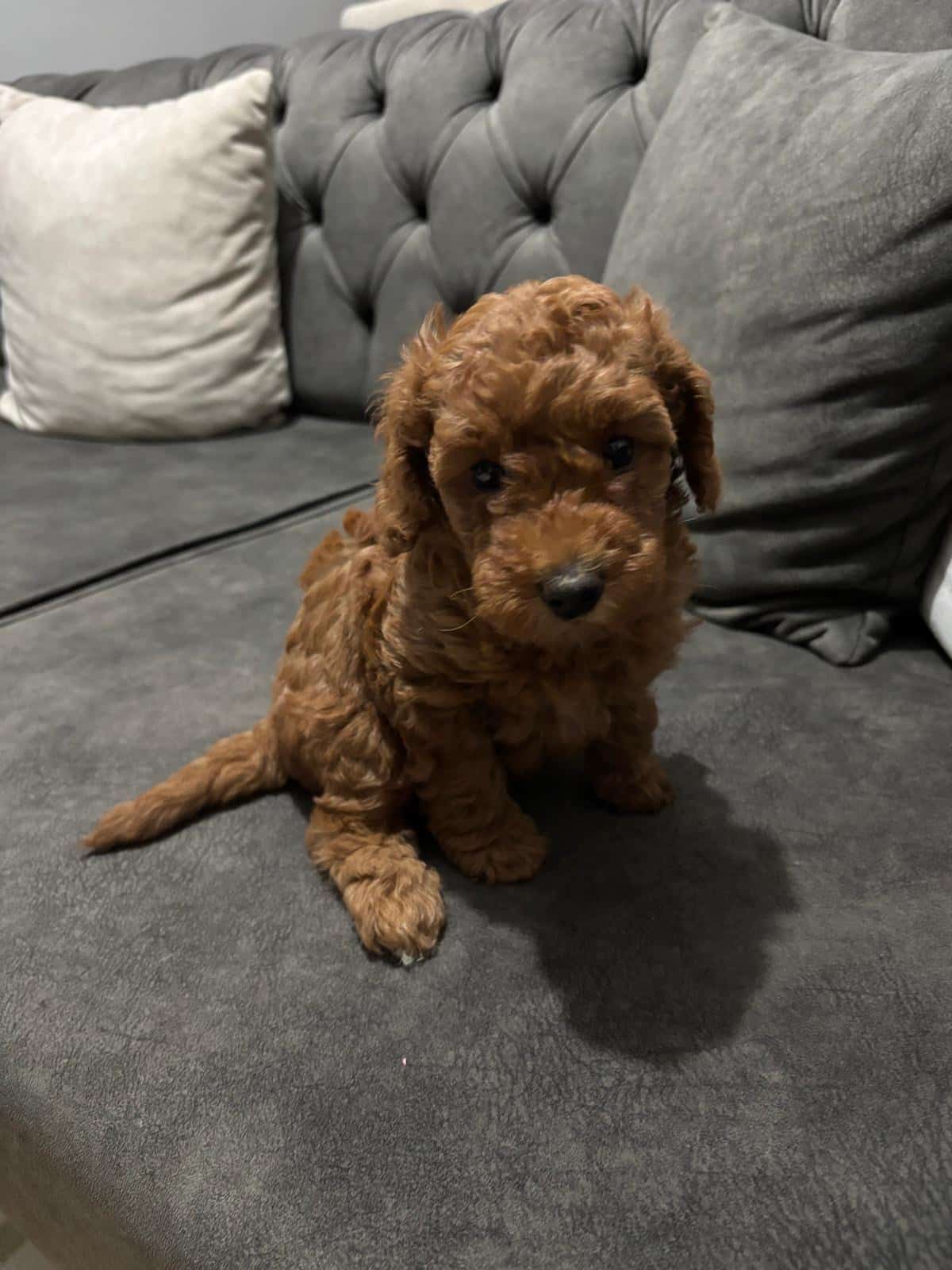Yavru Poodle Sahibini Arıyor