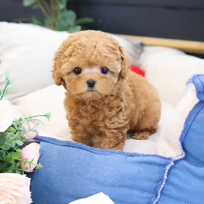 En Nadir Bulunan Korean Toy Poodle Bebişlerimiz
