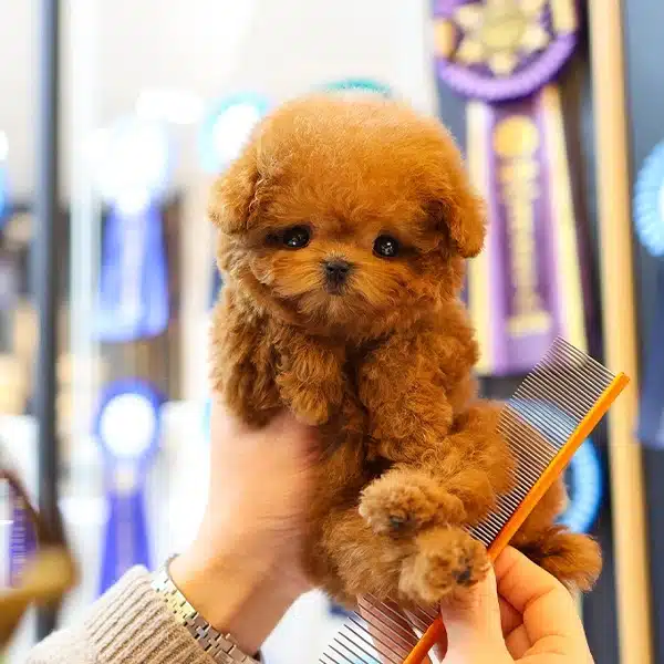 Daha Ust Kalitesi Olmayan Toy Poodle Cocuklarimiz